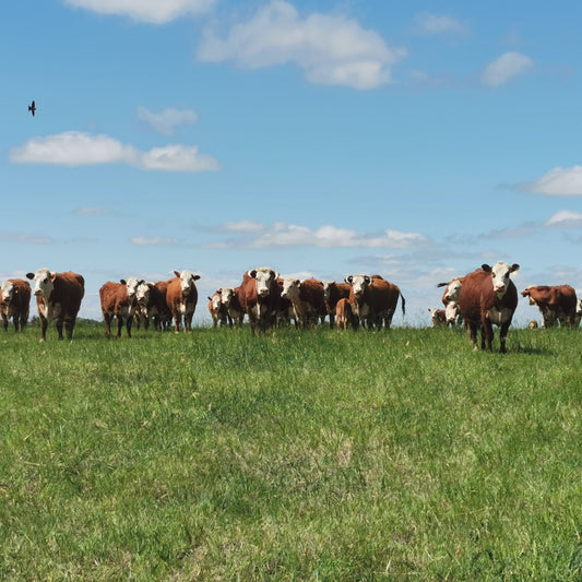 Cattle raised on pasture as part of grass-fed beef production in Canada
