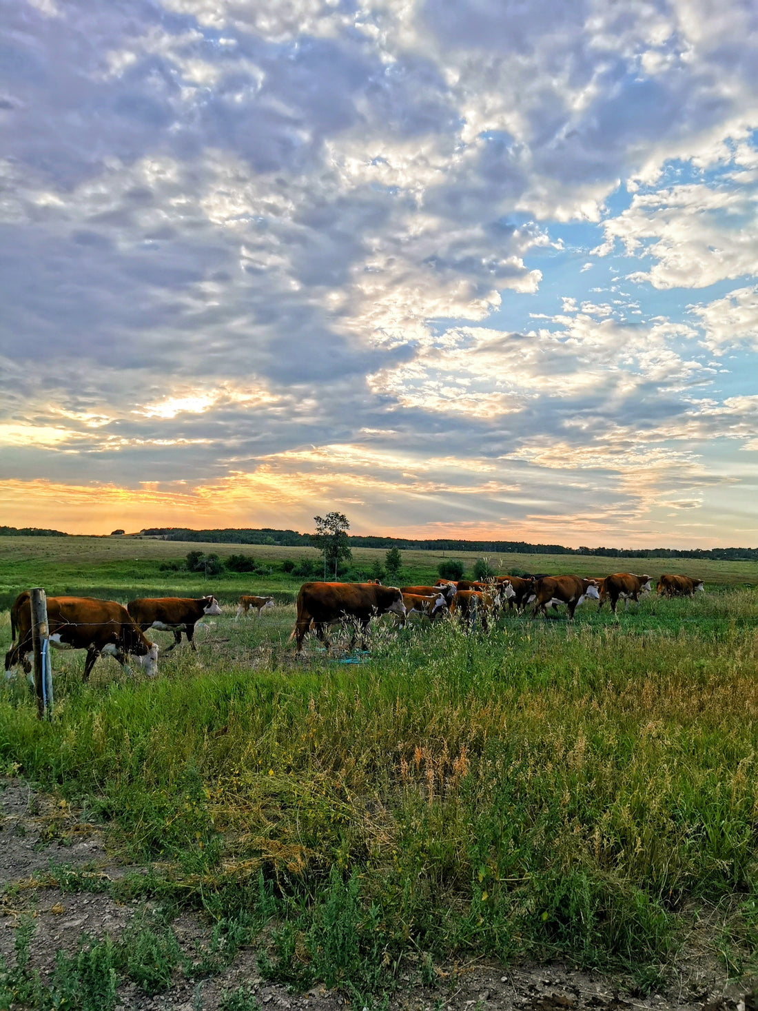 Grass-Fed vs Grain-Fed Beef