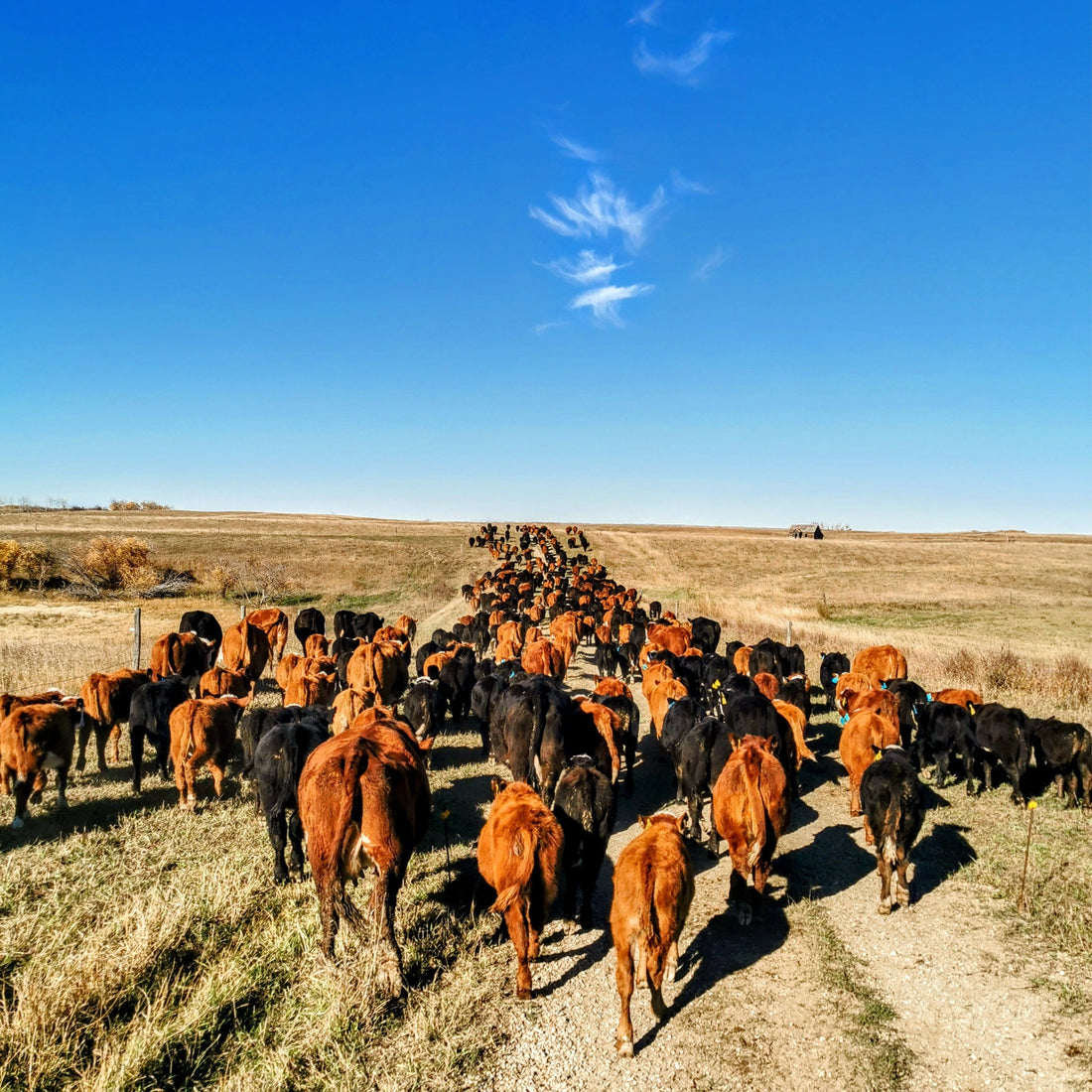 The Angus Myth