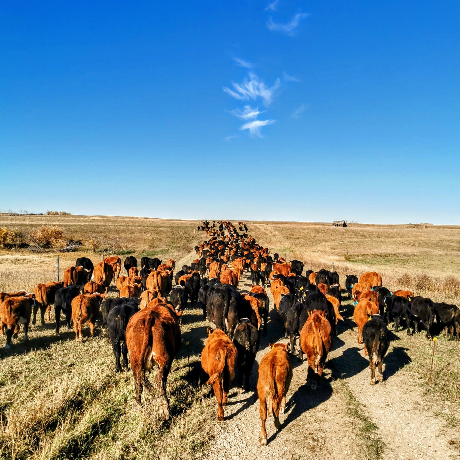 The Angus Myth