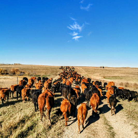 The Angus Myth