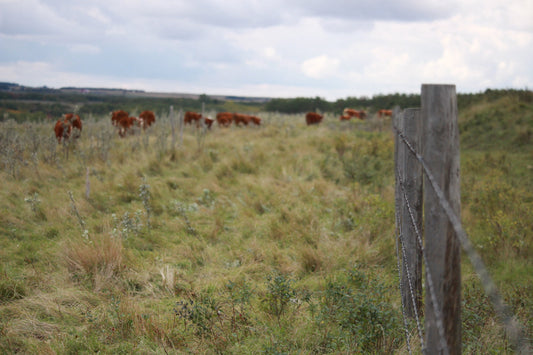 Regenerative Ranching: Why the Way We Ranch Matters