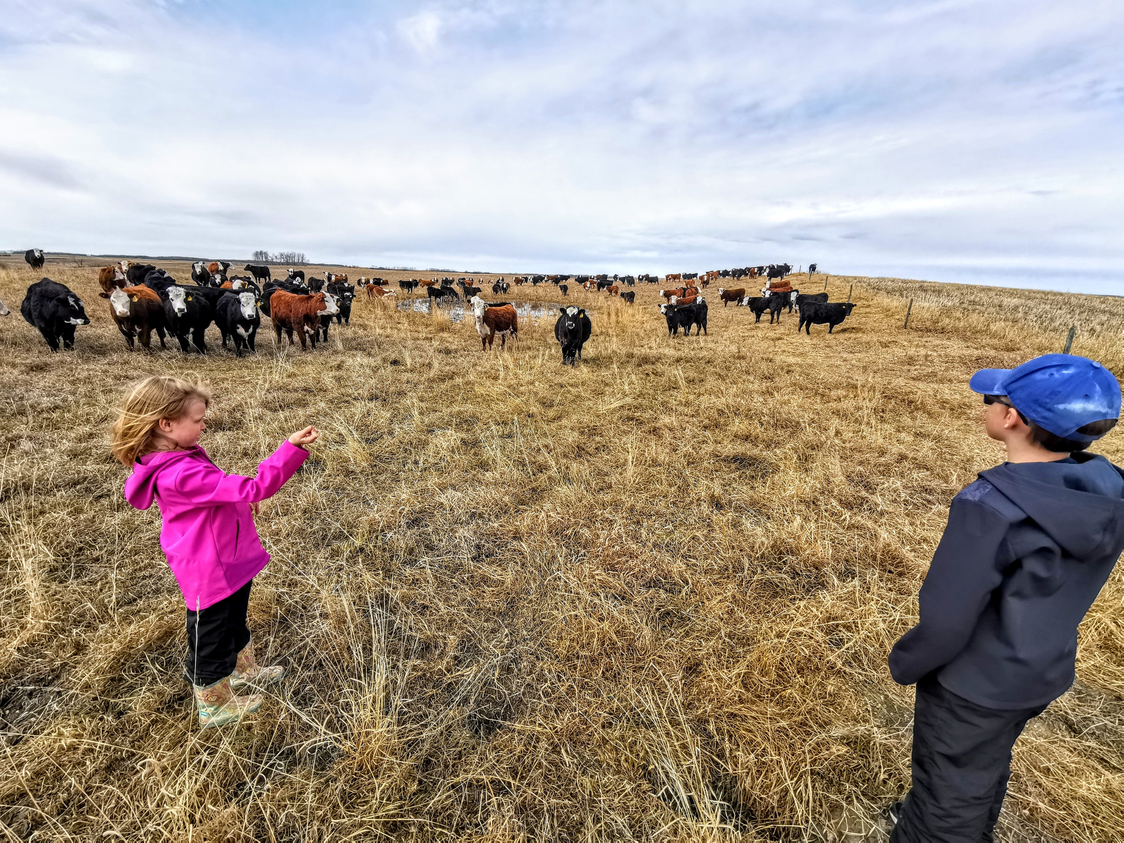 Our kids helping move cows while learning about grass management